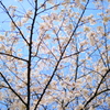 飛騨高山 桜野公園