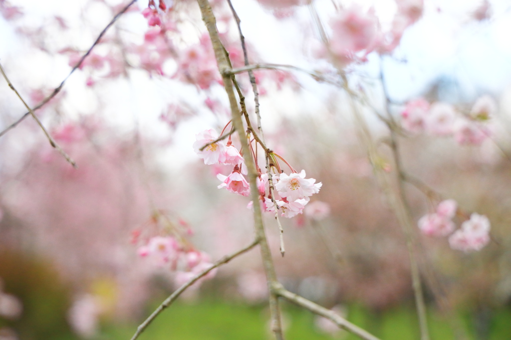 飛騨高山 桜野公園