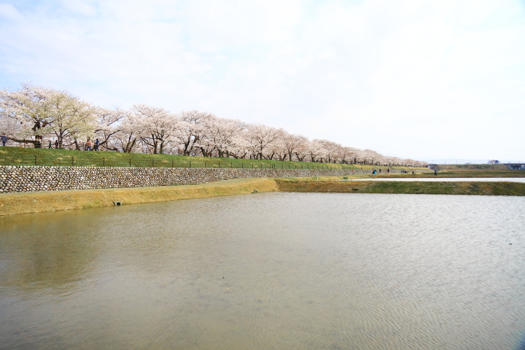 あさひ舟川 春の四重奏