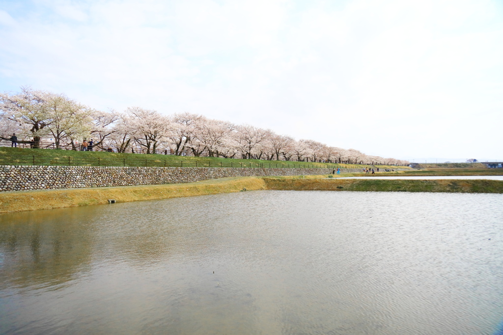 あさひ舟川 春の四重奏