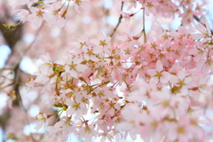 飛騨高山 桜野公園