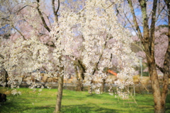 飛騨高山 桜野公園