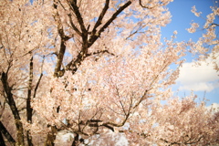 飛騨高山 桜野公園