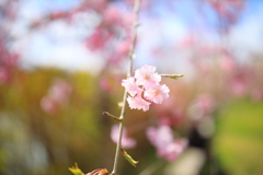 飛騨高山 桜野公園