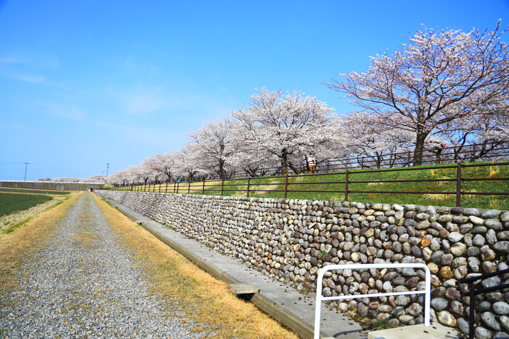 あさひ舟川 春の四重奏
