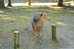 奈良公園の鹿