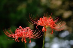 曼珠沙華
