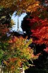 由加神社の紅葉