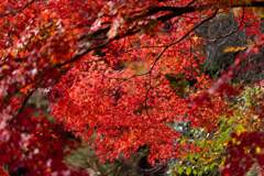 由加神社の紅葉