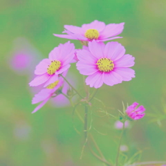 秋桜