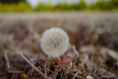 タンポポの綿毛