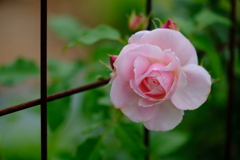 英国庭園の薔薇