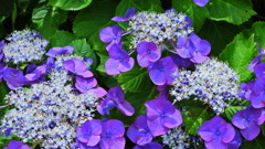 紫陽花