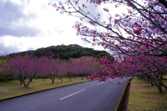 桜並木