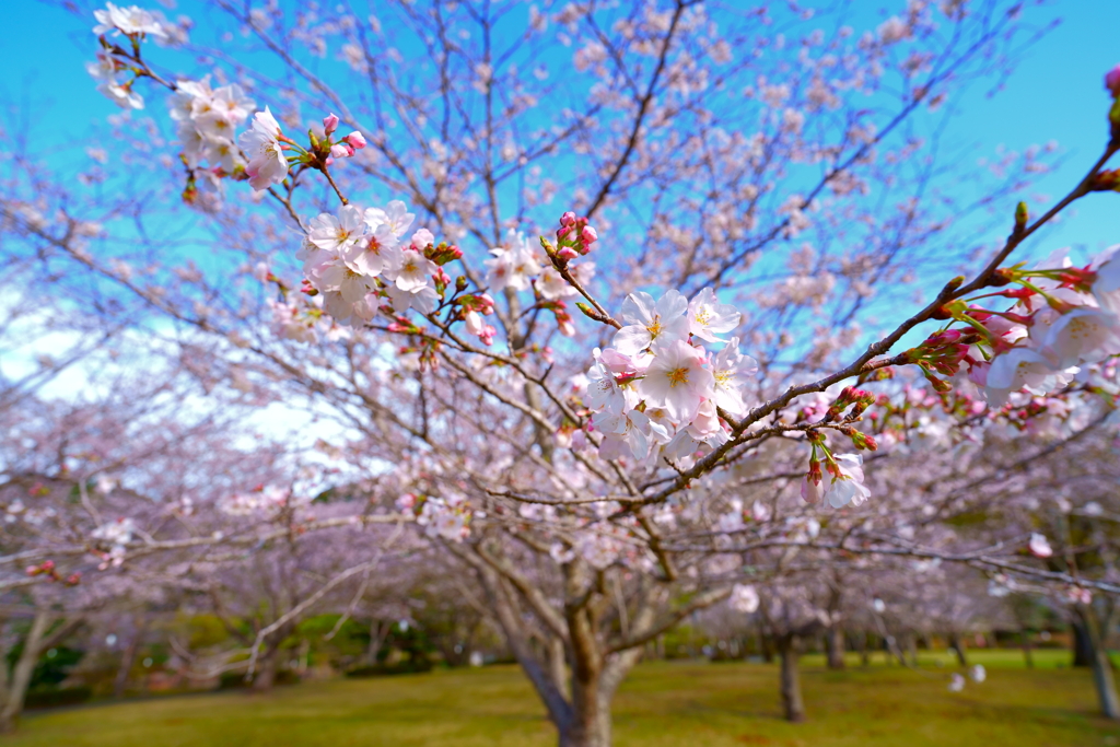 桜