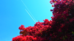 ツツジとヒコーキ雲