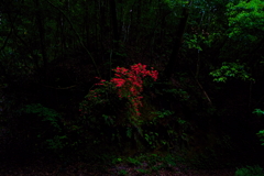 森の中の紅