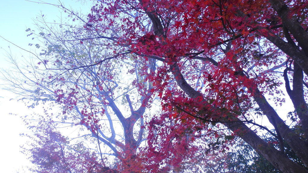 朝もやと紅葉