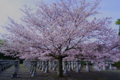 知覧の桜