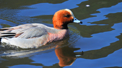 DSCN1018_00001