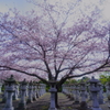 知覧の桜