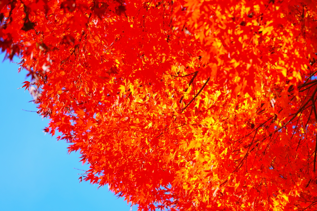 紅葉