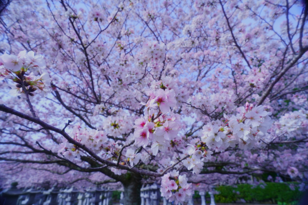 桜の花