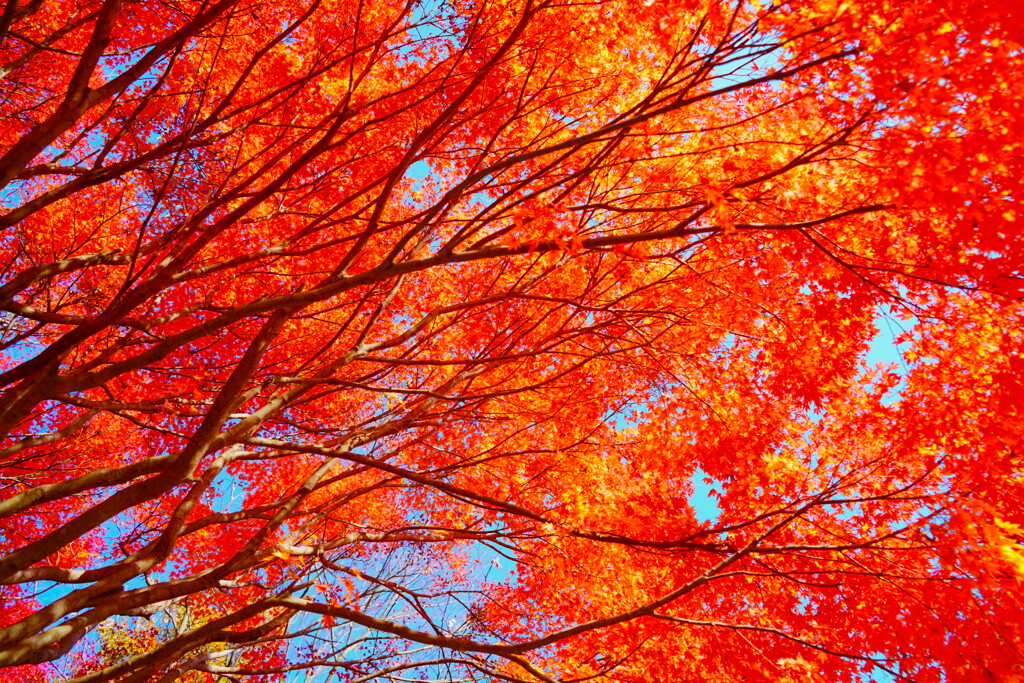紅葉