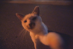 猫パンチ