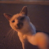 猫パンチ