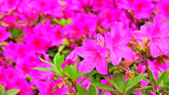 鮮やかに艶やかに