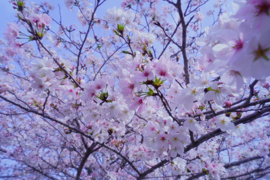 桜の花