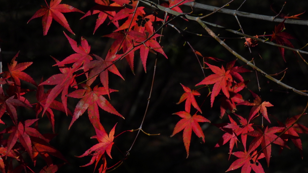 紅