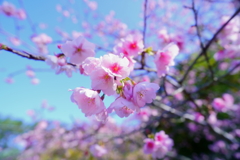 河津桜