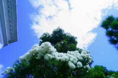 綿毛の木