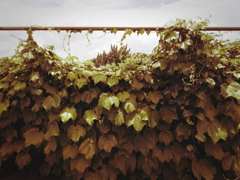 Ivy