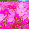 秋桜