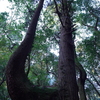 寄り添う二人と見せかけて
