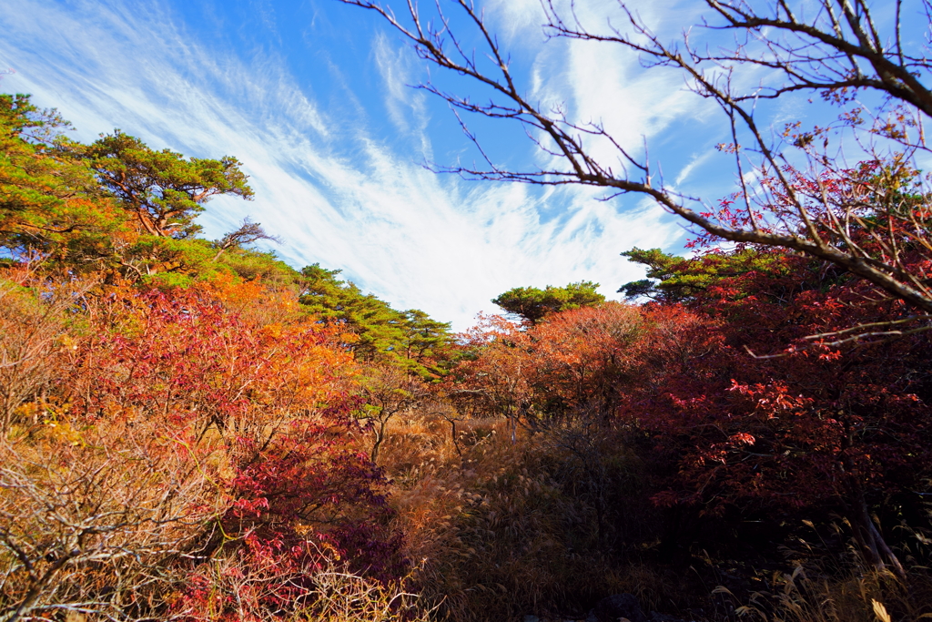 紅葉