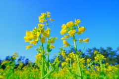 菜の花、上から見るか下から見るか