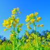 菜の花、上から見るか下から見るか