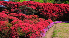 Flower wall