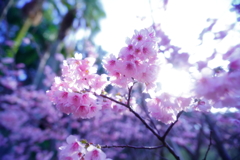 寒桜