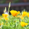 春の植物園