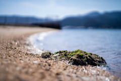 海