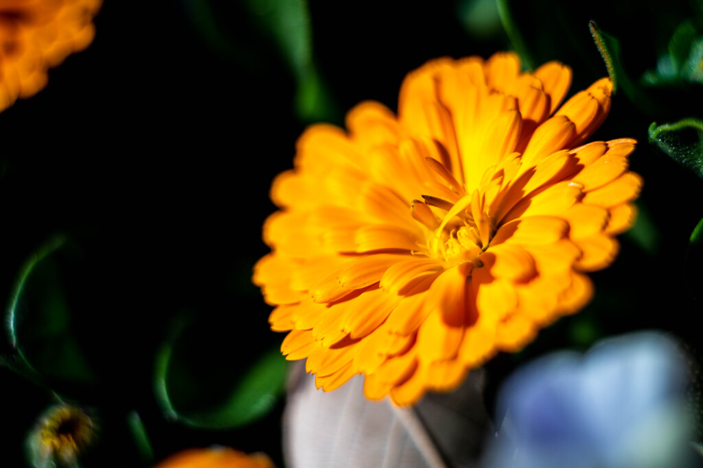 フラワーフォト