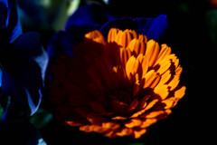 フラワーフォト