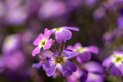 フラワーフォト