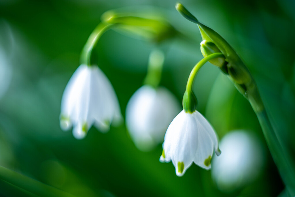 フラワーフォト