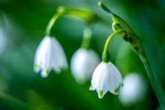 フラワーフォト